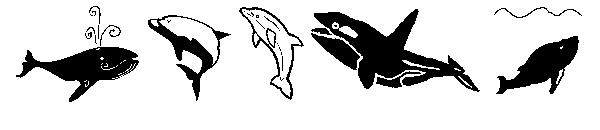 Orcas