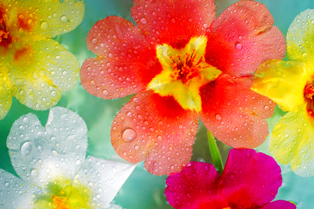 鲜花水滴PPT背景图片