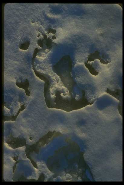 冰雪图片