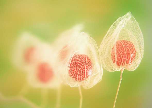 花草特写 144