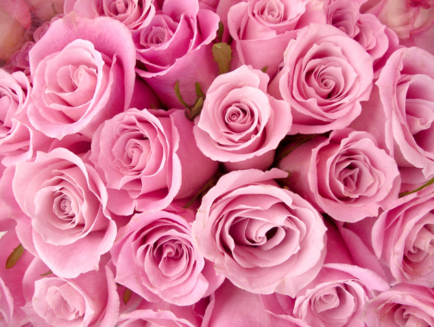 粉红色玫瑰花图片下载