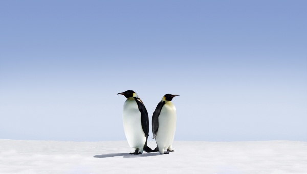 高清可爱企鹅图片下载