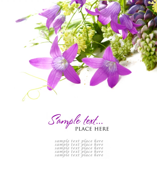 高清淡紫色花朵图片下载