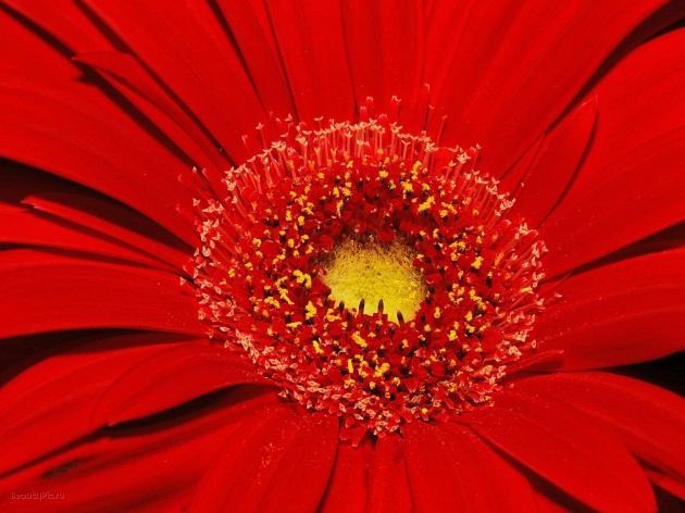 红色菊花图片下载
