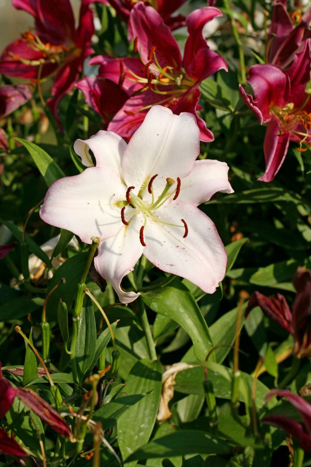 百合花图片下载