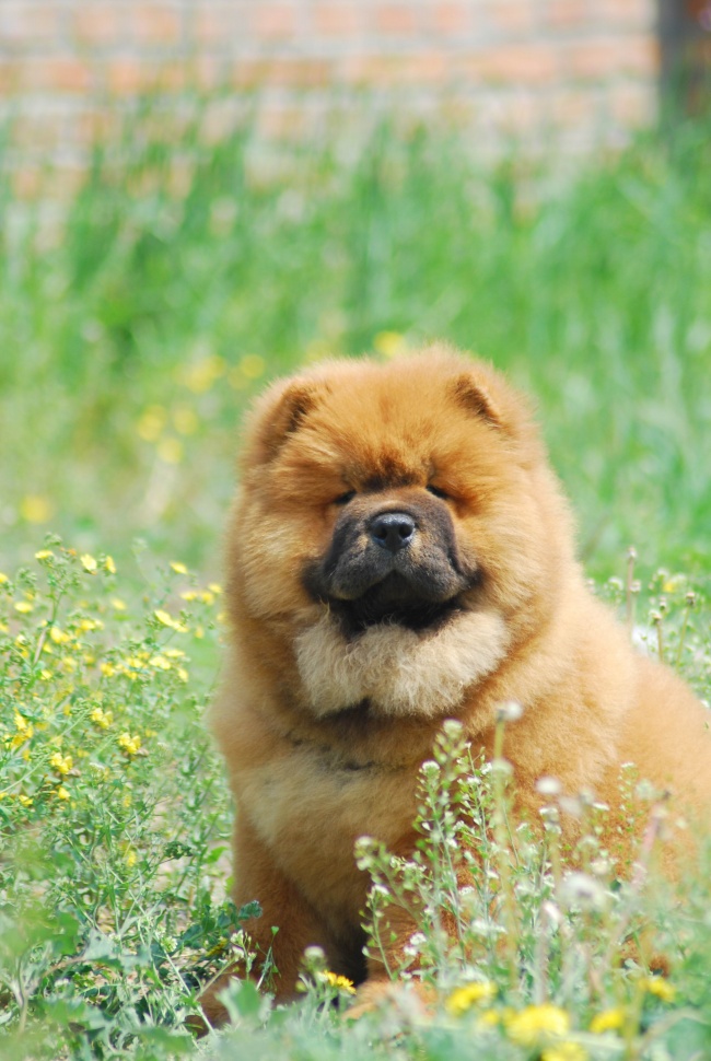 松狮犬图片下载