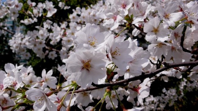 白色樱花图片素材下载