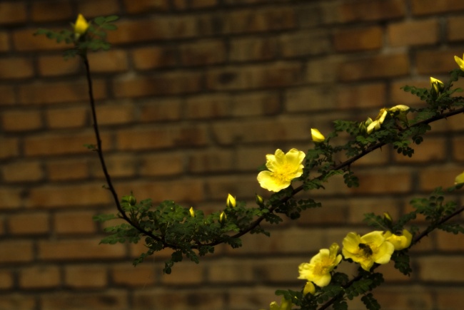 黄色蔷薇花图片下载