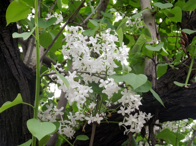 白色丁香花图片