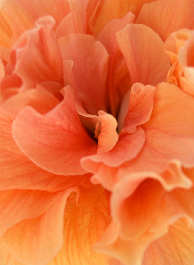 橙色花朵图片下载