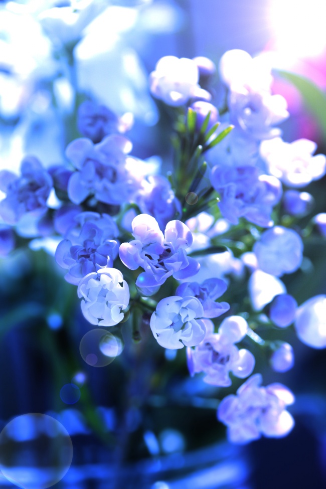 盆栽紫色花卉图片下载