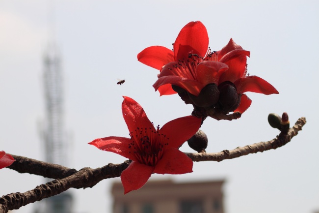 木棉花高清图片下载