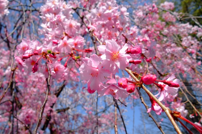 粉色樱花图片下载