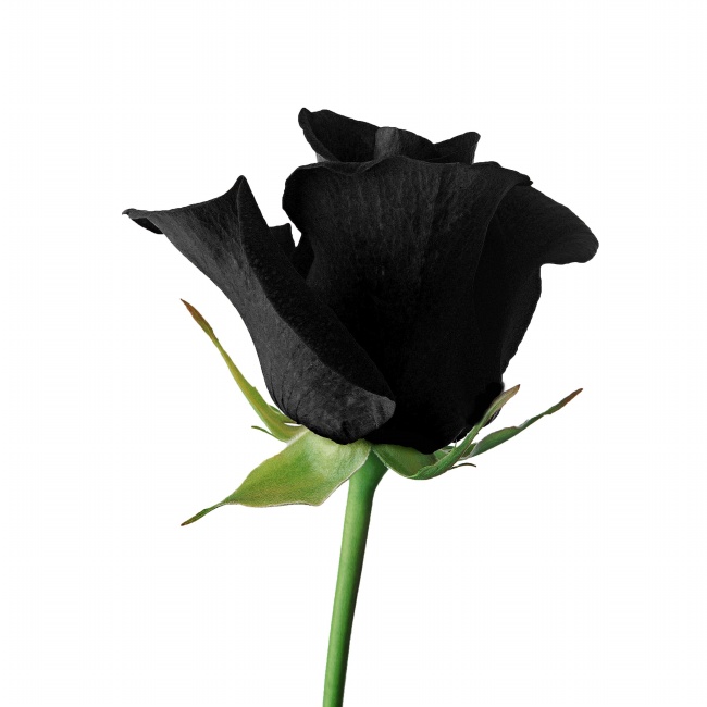 黑色玫瑰花图片素材