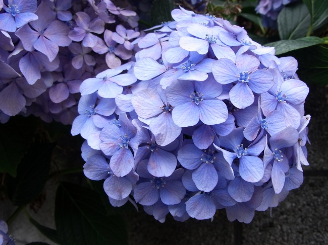 紫色绣球花图片下载