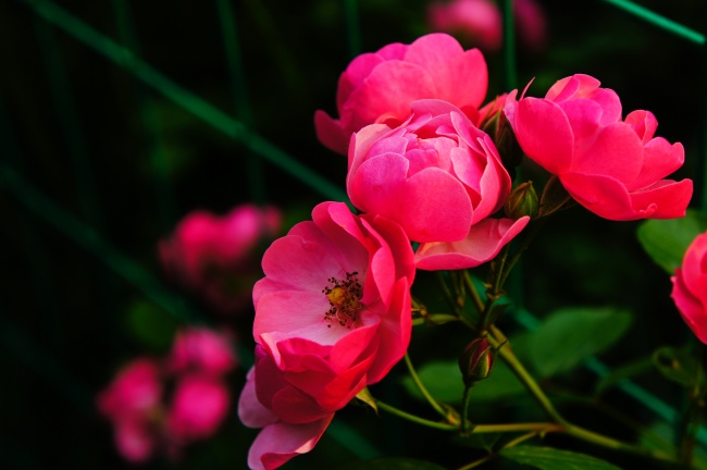 蔷薇花自然写真图片