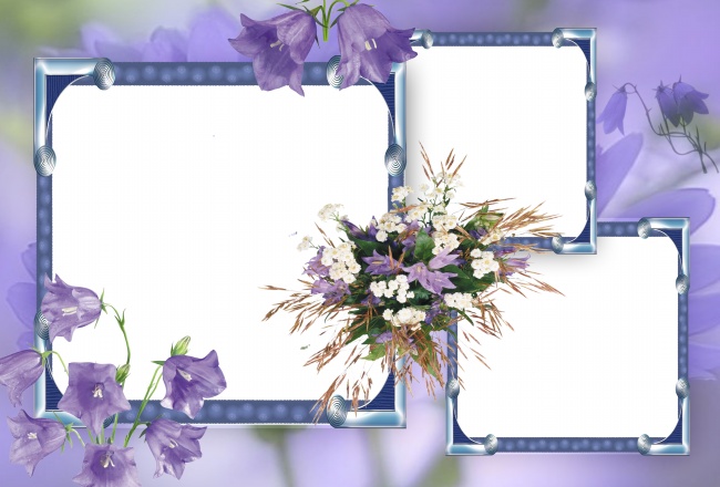 紫色喇叭花相框图片