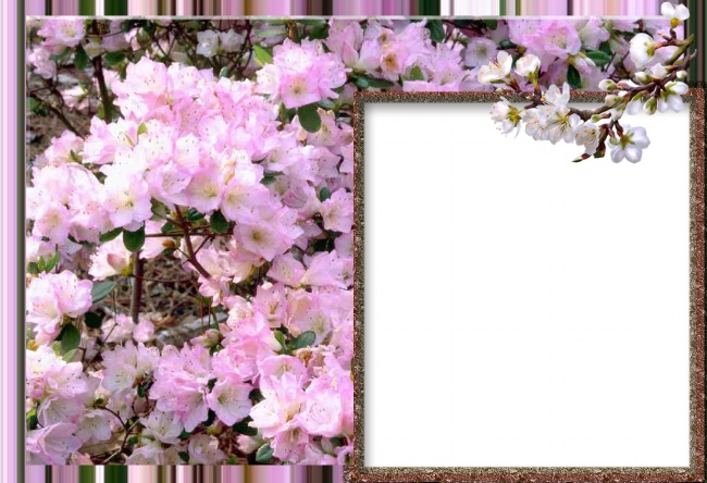 粉色梅花相框图片下载
