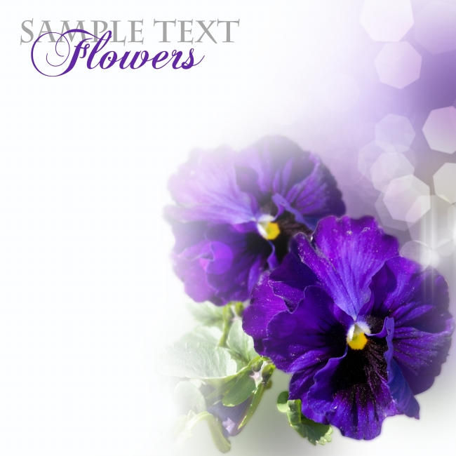 紫色鲜花植物图片下载