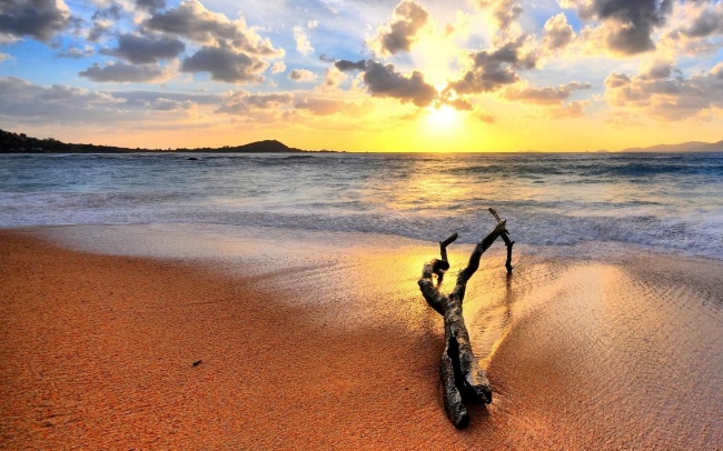 ‘~黄昏海滩落日树枝图片  ~’ 的图片