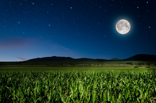 夜空圆月与玉米地作物图片