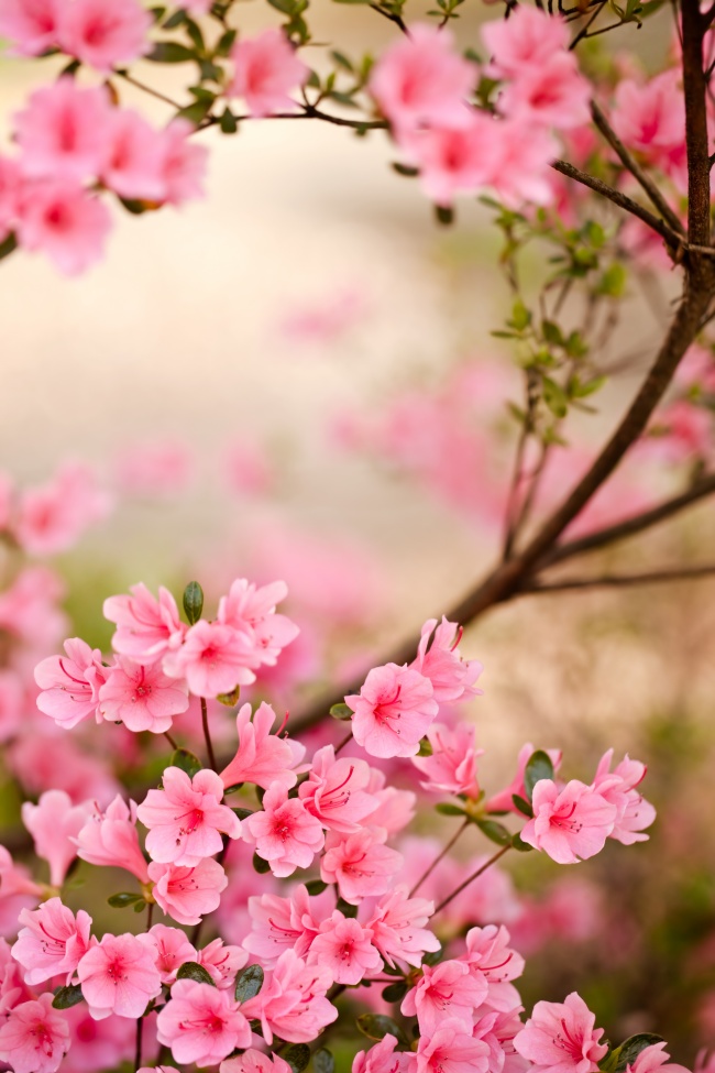 杜鹃花 粉色 粉红色 粉色花朵 唯美花朵 粉色杜鹃花 图片大全 高清