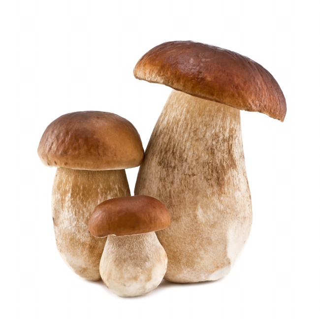 三个蘑菇白色背景图片