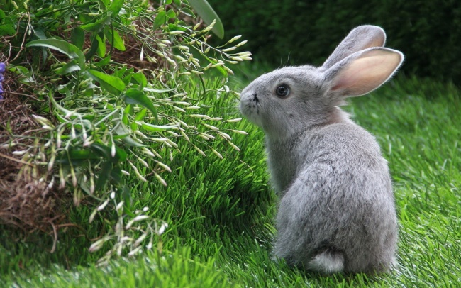 草地觅食的灰兔图片