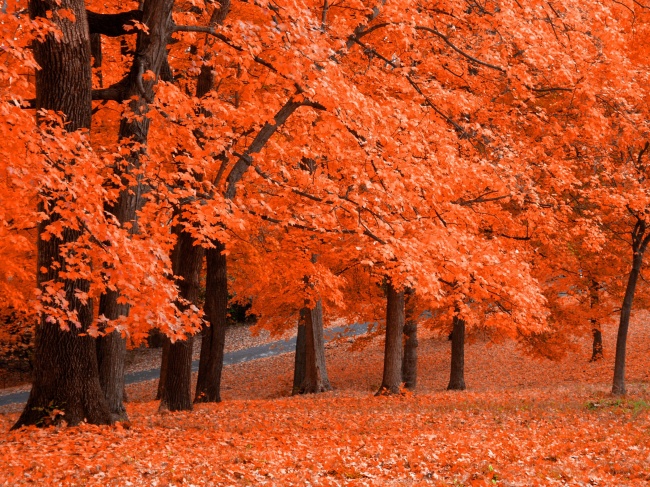 秋天红色枫叶林图片