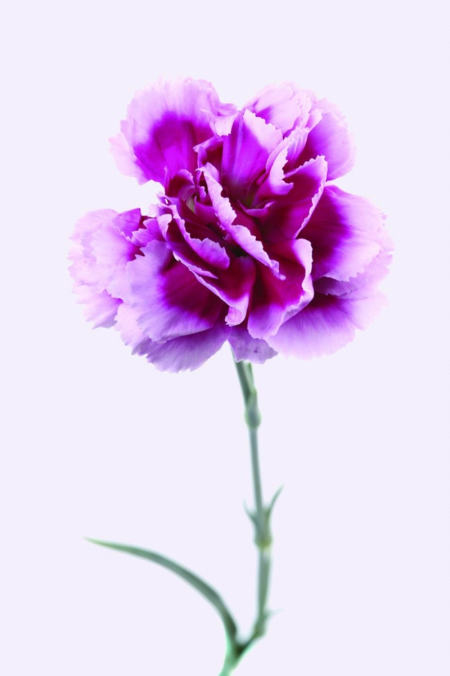 ‘~紫色康乃馨图片  ~’ 的图片