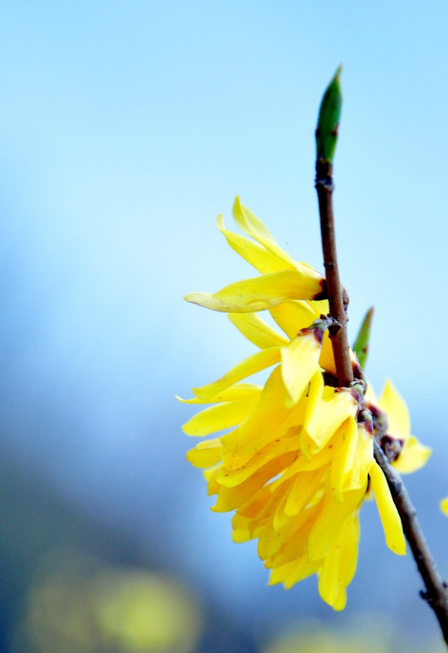 ‘~黄色迎春花微距图片  ~’ 的图片