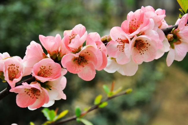 ‘~粉色海棠花图片  ~’ 的图片