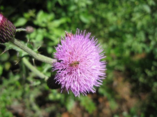 ‘~紫色蒲公英花蜜蜂图片  ~’ 的图片