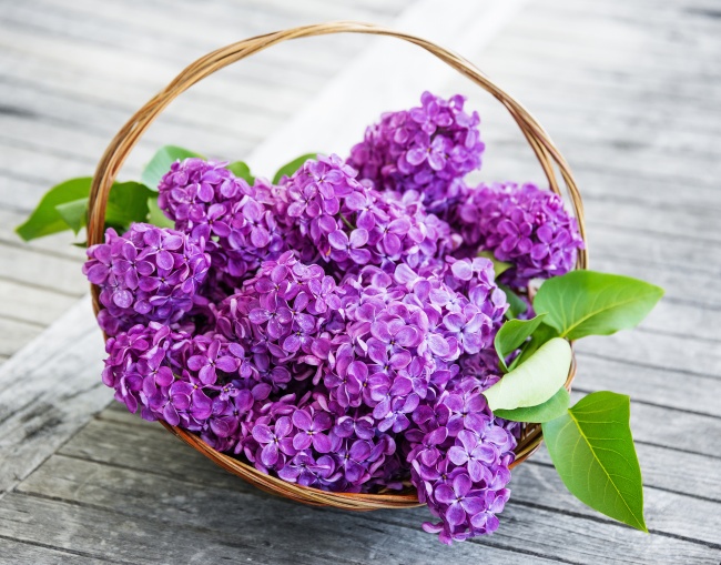 ‘~一篮紫色丁香花图片  ~’ 的图片