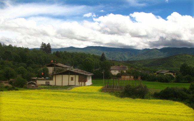 香格里拉油菜花图片