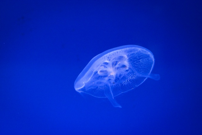 海月水母图片