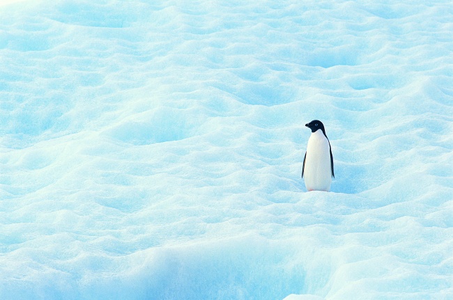 雪地帝企鹅图片