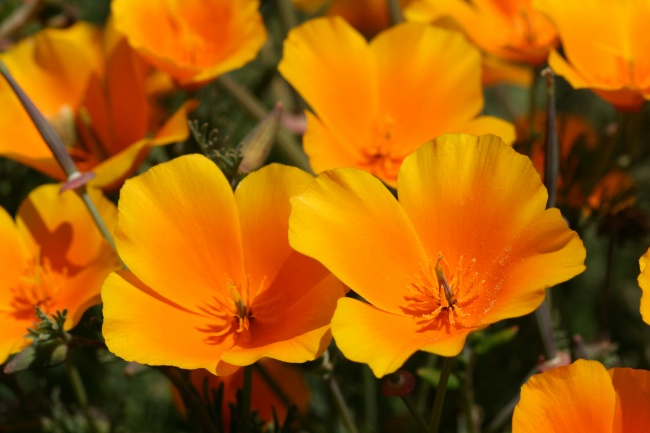 ‘~加州罂粟花图片  ~’ 的图片