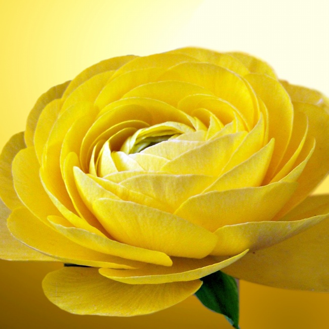‘~唯美黄色玫瑰花图片  ~’ 的图片