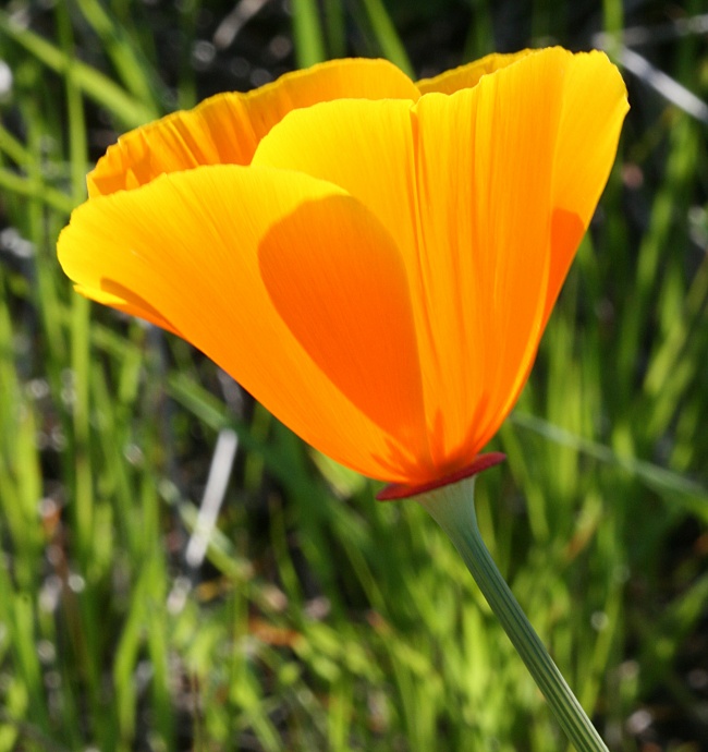 ‘~加州黄色罂粟花图片  ~’ 的图片