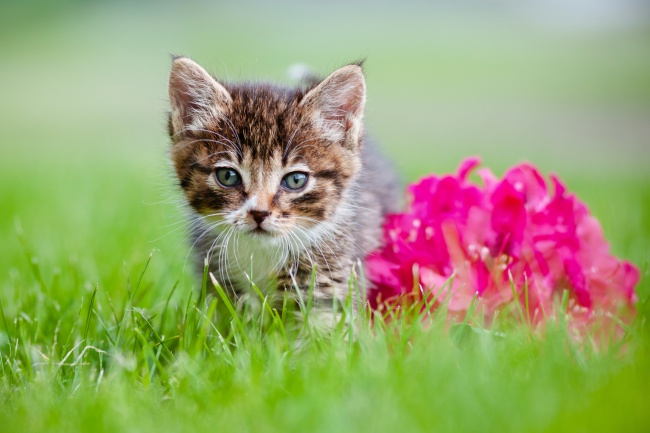 ‘~草地可爱猫咪图片  ~’ 的图片
