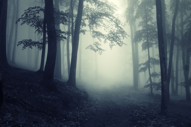 森林雾霾图片