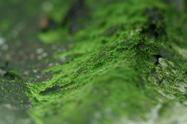 ‘~绿色苔藓图片  ~’ 的图片