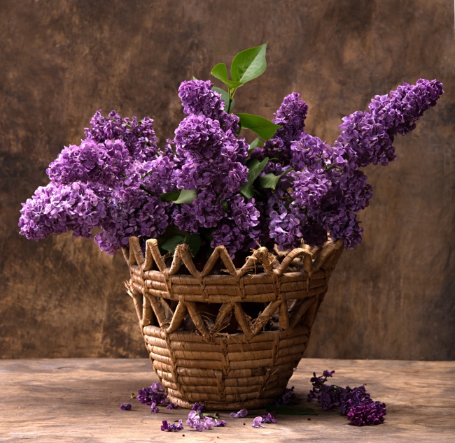 ‘~紫丁香花图片  ~’ 的图片