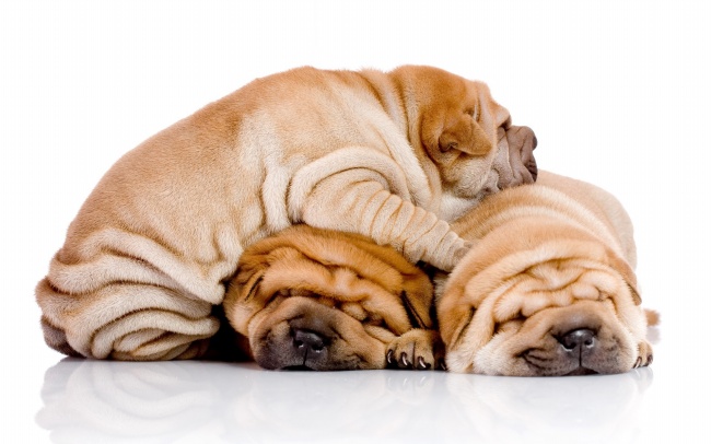 ‘~三只睡觉的沙皮狗狗图片  ~’ 的图片