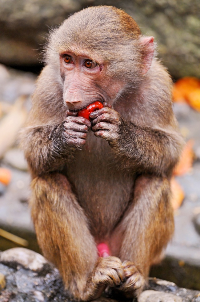 ‘~在吃苹果的猴子图片  ~’ 的图片