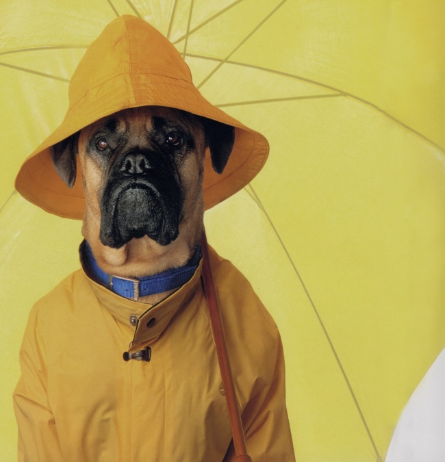 ‘~撑着黄色雨伞的狗狗图片  ~’ 的图片