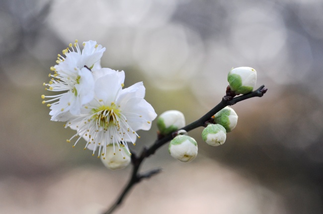 早春梅花图片