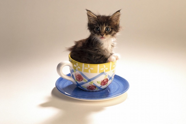 ‘~茶杯猫图片  ~’ 的图片