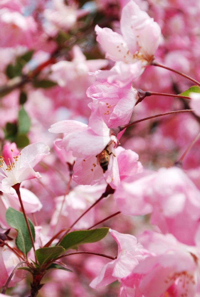 粉嫩海棠花图片